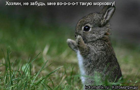 Хозяин, не забудь, мне во-о-о-о-т такую морковку!... Котоматрица: Хозяин, не забудь, мне во-о-о-о-т такую морковку!