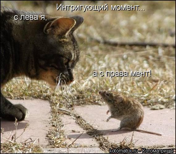 с лева я, а с права мент! Интригующий момент...... Котоматрица: с лева я, а с права мент! Интригующий момент...
