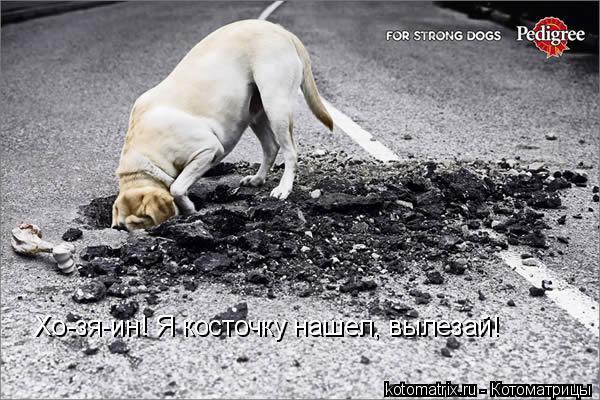 Хо-зя-ин! Я косточку нашел, вылезай!... Котоматрица: Хо-зя-ин! Я косточку нашел, вылезай!