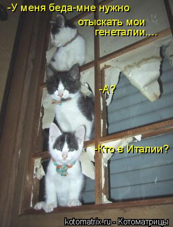 -У меня беда-мне нужно отыскать мои генеталии.... -А? -Кто в Италии?... Котоматрица: -У меня беда-мне нужно отыскать мои генеталии.... -А? -Кто в Италии?