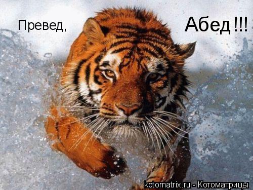Превед, Абед!!!... Котоматрица: Превед, Абед!!!