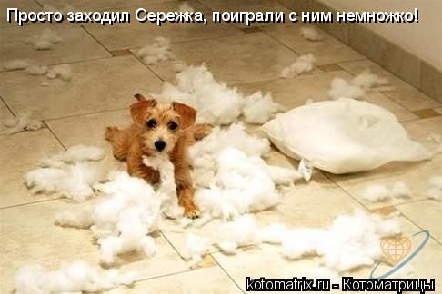 Просто заходил Сережка, поиграли с ним немножко!... Котоматрица: Просто заходил Сережка, поиграли с ним немножко!