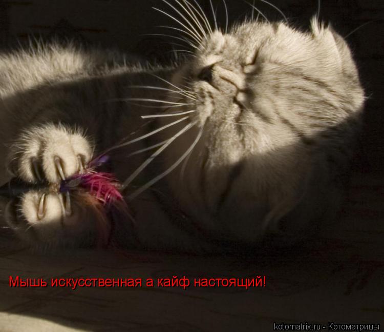 Мышь искусственная а кайф настоящий!... Котоматрица: Мышь искусственная а кайф настоящий!