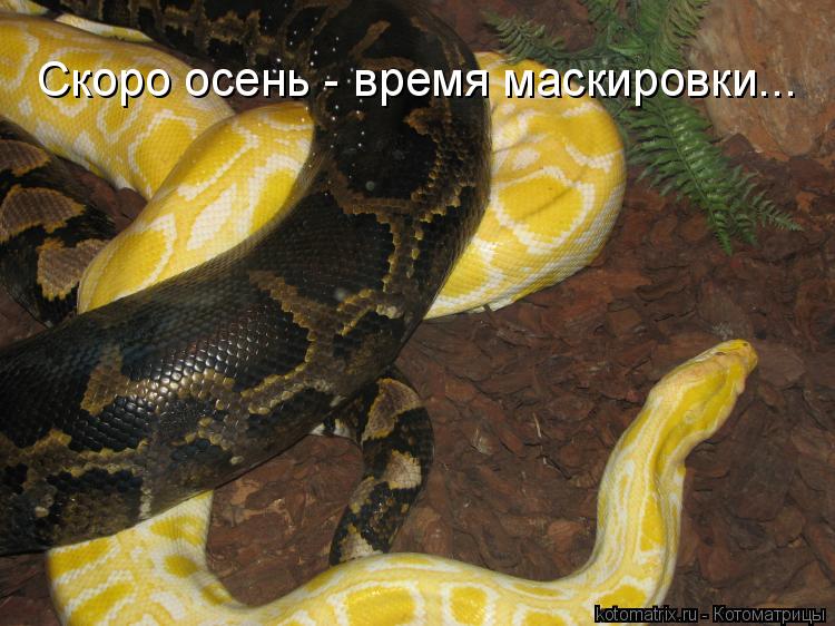 Скоро осень - время маскировки...... Котоматрица: Скоро осень - время маскировки...