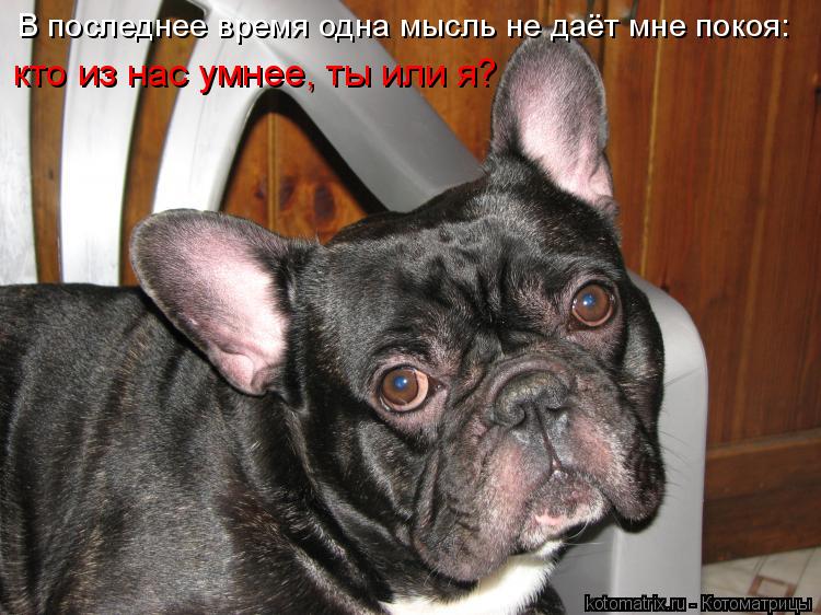 кто из нас умнее, ты или я? В последнее время одна мысль не даёт мне покоя:... Котоматрица: кто из нас умнее, ты или я? В последнее время одна мысль не даёт мне покоя: