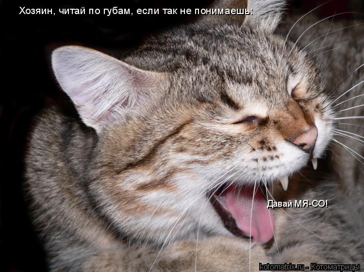Хозяин, читай по губам, если так не понимаешь: Давай МЯ-СО!... Котоматрица: Хозяин, читай по губам, если так не понимаешь: Давай МЯ-СО!