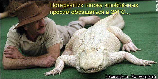 Потерявших голову влюблённых просим обращаться в ЗАГС...... Котоматрица: Потерявших голову влюблённых просим обращаться в ЗАГС...