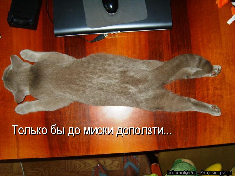 Только бы до миски доползти...... Котоматрица: Только бы до миски доползти...