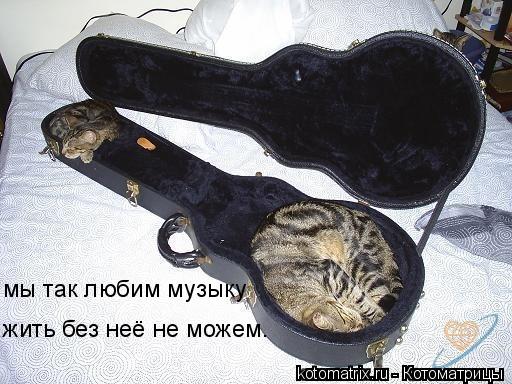 Котоматрица: мы так любим музыку жить без неё не можем.