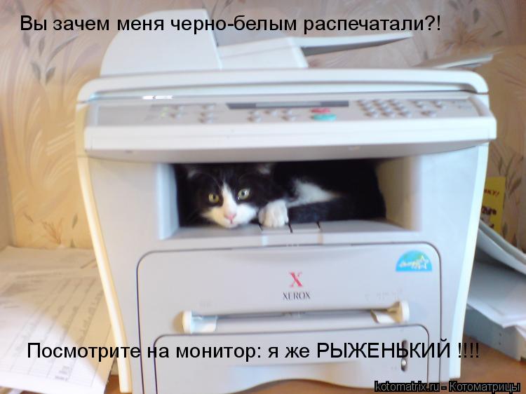 Вы зачем меня черно-белым распечатали?! Посмотрите на монитор: я же РЫЖЕНЬКИЙ !!!!... Котоматрица: Вы зачем меня черно-белым распечатали?! Посмотрите на монитор: я же РЫЖЕНЬКИЙ !!!!