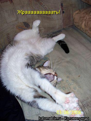 Жраааааааааать!... Котоматрица: Жраааааааааать!