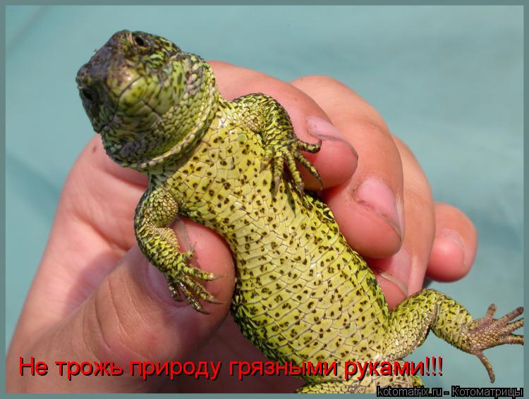 Не трожь природу грязными руками!!!... Котоматрица: Не трожь природу грязными руками!!!