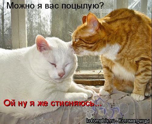 Можно я вас поцылую? Ой ну я же стисняюсь...... Котоматрица: Можно я вас поцылую? Ой ну я же стисняюсь...