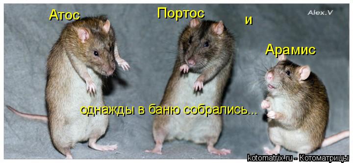 Атос Арамис однажды в баню собрались... Портос и... Котоматрица: Атос Арамис однажды в баню собрались... Портос и