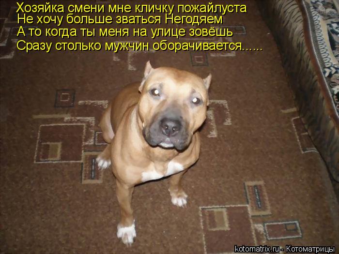 Хозяйка смени мне кличку пожайлуста Не хочу больше зваться Негодяем А то когда ты меня на улице зовёш... Котоматрица: Хозяйка смени мне кличку пожайлуста Не хочу больше зваться Негодяем А то когда ты меня на улице зовёшь Сразу столько мужчин оборачивается..