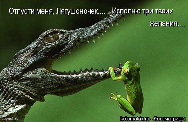 Отпусти меня, Лягушоночек.... Исполню три твоих желания....... Котоматрица: Отпусти меня, Лягушоночек.... Исполню три твоих желания....