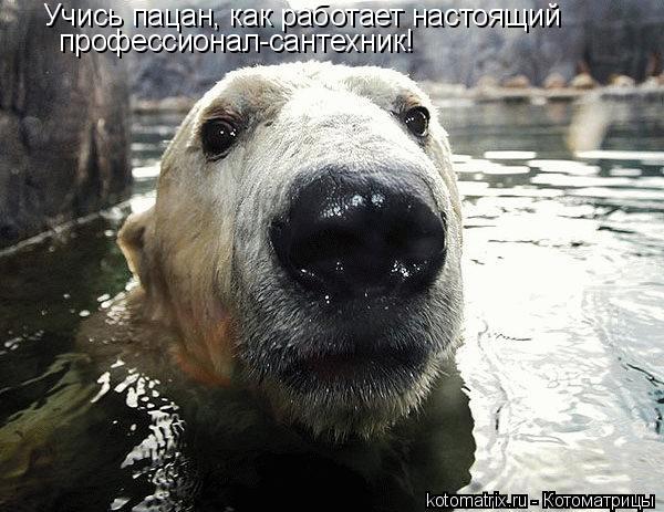 Учись пацан, как работает настоящий профессионал-сантехник!... Котоматрица: Учись пацан, как работает настоящий профессионал-сантехник!
