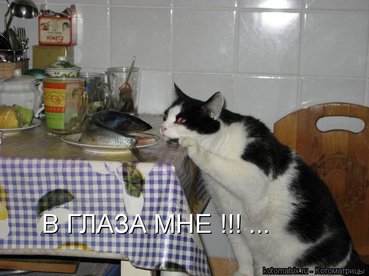 В ГЛАЗА МНЕ !!! ...... Котоматрица: В ГЛАЗА МНЕ !!! ...