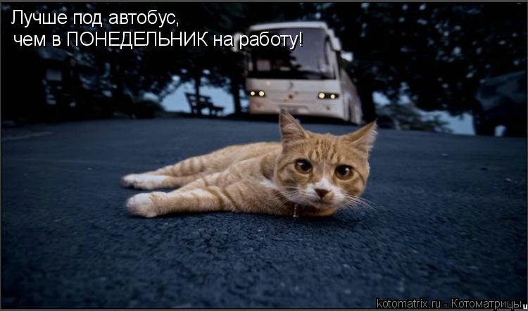 Лучше под автобус, чем в ПОНЕДЕЛЬНИК на работу!... Котоматрица: Лучше под автобус, чем в ПОНЕДЕЛЬНИК на работу!