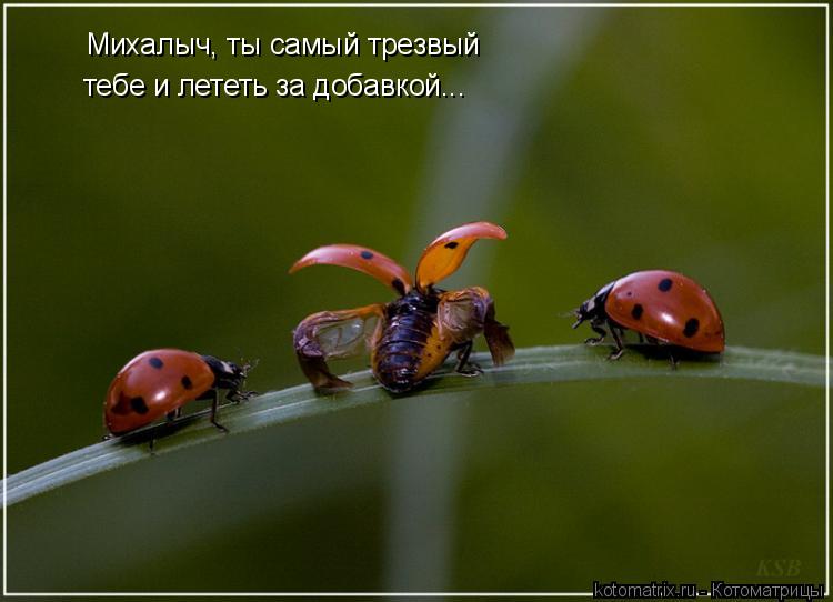 Михалыч, ты самый трезвый тебе и лететь за добавкой...... Котоматрица: Михалыч, ты самый трезвый тебе и лететь за добавкой...