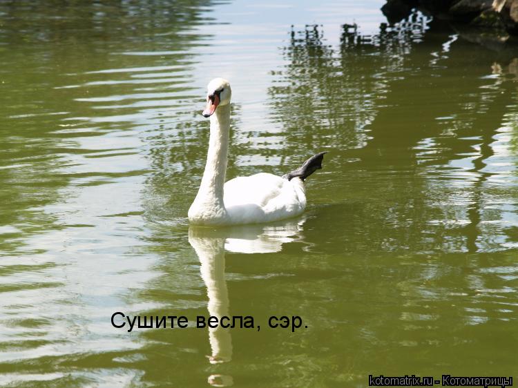 Сушите весла, сэр.... Котоматрица: Сушите весла, сэр.