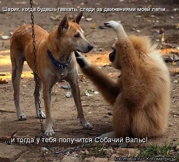 Шарик, когда будешь гавкать, следи за движениями моей лапы... ...и тогда у тебя получится Собачий Вал... Котоматрица: Шарик, когда будешь гавкать, следи за движениями моей лапы... ...и тогда у тебя получится Собачий Вальс!