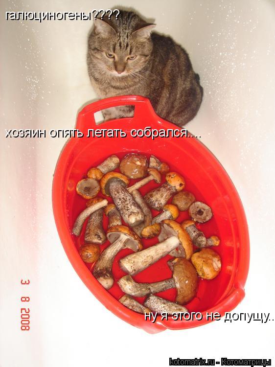 галюциногены???? хозяин опять летать собрался.... ну я этого не допущу...... Котоматрица: галюциногены???? хозяин опять летать собрался.... ну я этого не допущу...