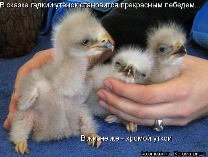 В сказке гадкий утёнок становится прекрасным лебедем... В жизне же - хромой уткой....... Котоматрица: В сказке гадкий утёнок становится прекрасным лебедем... В жизне же - хромой уткой....