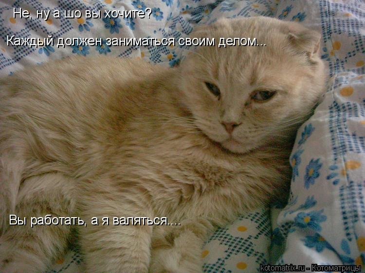 Каждый должен заниматься своим делом... Вы работать, а я валяться.... Не, ну а шо вы хочите?... Котоматрица: Каждый должен заниматься своим делом... Вы работать, а я валяться.... Не, ну а шо вы хочите?