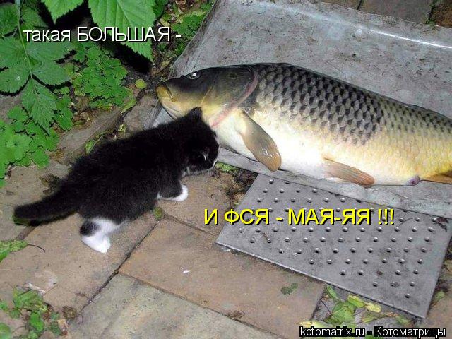 такая БОЛЬШАЯ - И ФСЯ - МАЯ-ЯЯ !!!... Котоматрица: такая БОЛЬШАЯ - И ФСЯ - МАЯ-ЯЯ !!!
