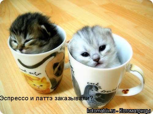 Эспрессо и латтэ заказывали?... Котоматрица: Эспрессо и латтэ заказывали?