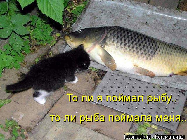 то ли рыба поймала меня.. То ли я поймал рыбу..... Котоматрица: то ли рыба поймала меня.. То ли я поймал рыбу..