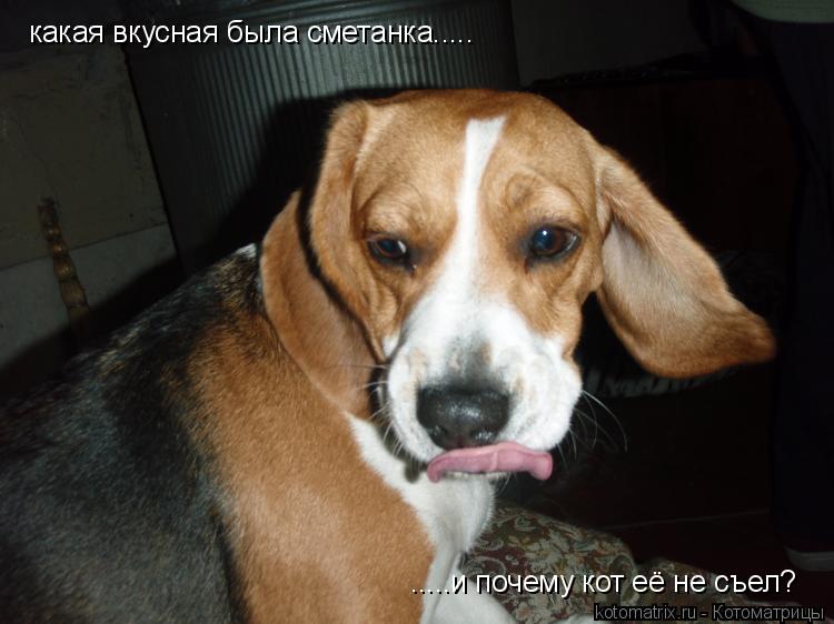 какая вкусная была сметанка..... .....и почему кот её не съел?... Котоматрица: какая вкусная была сметанка..... .....и почему кот её не съел?