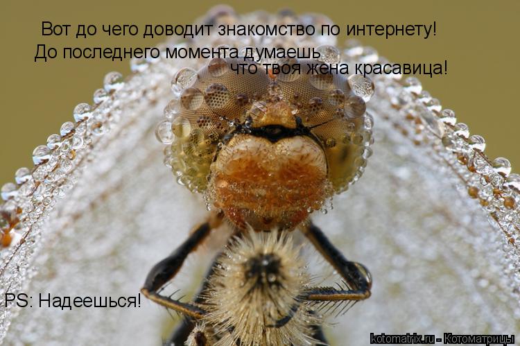 Вот до чего доводит знакомство по интернету! До последнего момента думаешь что твоя жена красавица!... Котоматрица: Вот до чего доводит знакомство по интернету! До последнего момента думаешь что твоя жена красавица! PS: Надеешься!