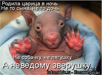 Родила царица в ночь Не то сына, не то дочь. Не собачку, не лягушку, А неведому зверушку...... Котоматрица: Родила царица в ночь Не то сына, не то дочь. Не собачку, не лягушку, А неведому зверушку...