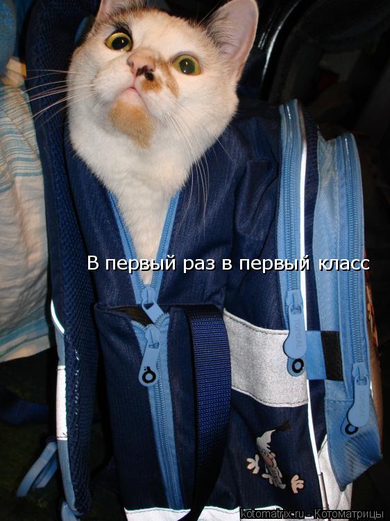 В первый раз в первый класс... Котоматрица: В первый раз в первый класс