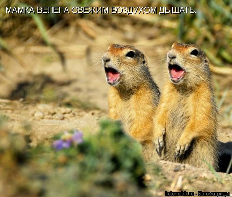 МАМКА ВЕЛЕЛА СВЕЖИМ ВОЗДУХОМ ДЫШАТЬ.... Котоматрица: МАМКА ВЕЛЕЛА СВЕЖИМ ВОЗДУХОМ ДЫШАТЬ.