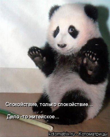 Спокойствие, только спокойствие... Дело -то житейское...... Котоматрица: Спокойствие, только спокойствие... Дело -то житейское...