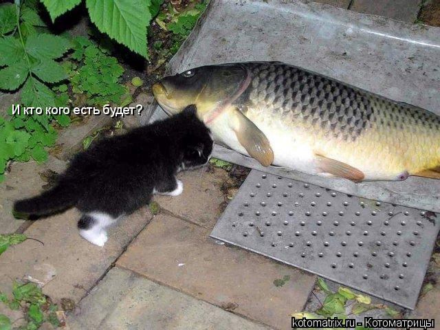 И кто кого есть будет?... Котоматрица: И кто кого есть будет?
