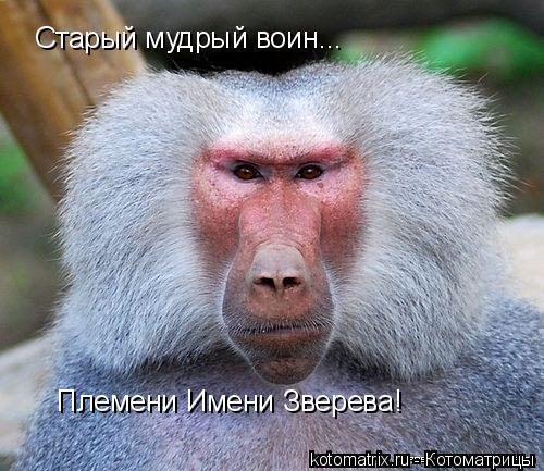 Племени Имени Зверева!... Котоматрица: Племени Имени Зверева!