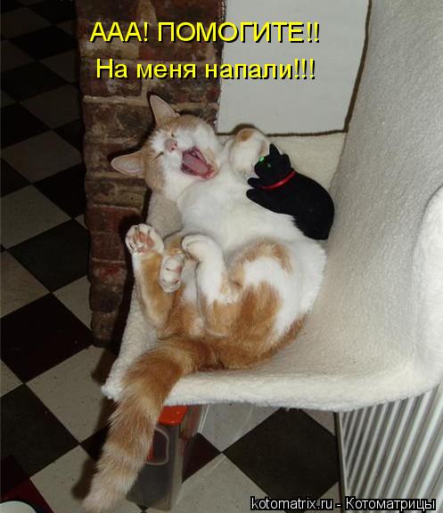 ААА! ПОМОГИТЕ!! На меня напали!!!... Котоматрица: ААА! ПОМОГИТЕ!! На меня напали!!!