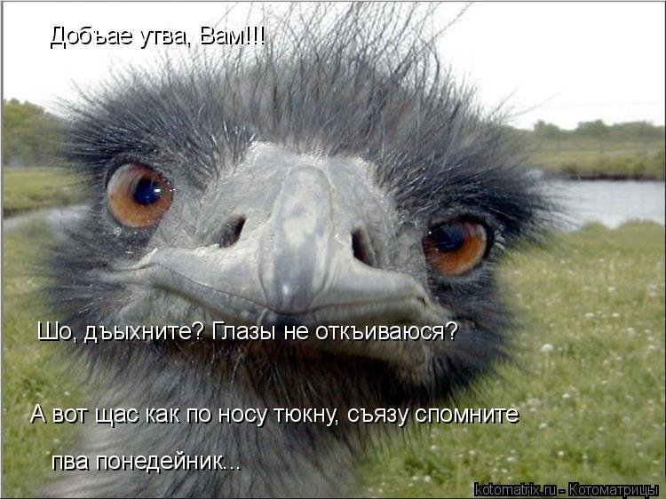 Добъае утва, Вам!!! пва понедейник... А вот щас как по носу тюкну, съязу спомните Шо, дъыхните? Глазы... Котоматрица: Добъае утва, Вам!!! пва понедейник... А вот щас как по носу тюкну, съязу спомните Шо, дъыхните? Глазы не откъиваюся?