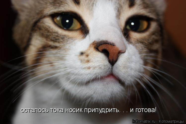 осталось тока носик припудрить. . . и готова!... Котоматрица: осталось тока носик припудрить. . . и готова!