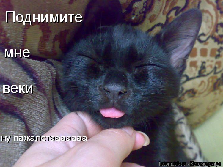 Поднимите мне веки ну пажалстааааааа... Котоматрица: Поднимите мне веки ну пажалстааааааа