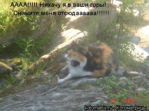 АААА!!!!! Нихачу я в ваши горы! Снимите меня отсюдаааааа!!!!!!... Котоматрица: АААА!!!!! Нихачу я в ваши горы! Снимите меня отсюдаааааа!!!!!!
