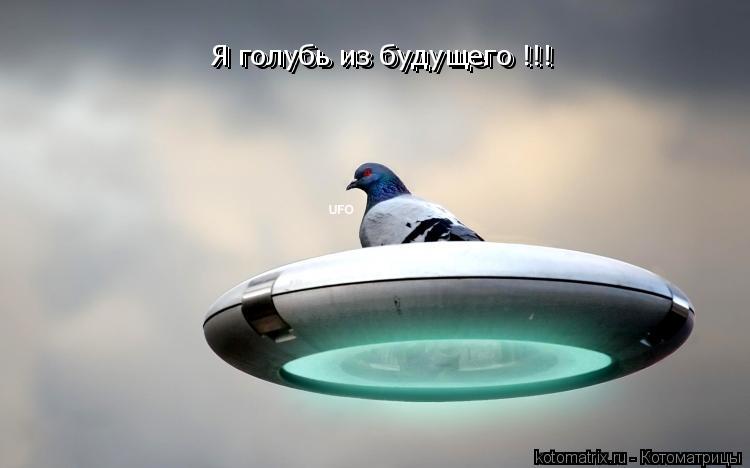 Я голубь из будущего !!! Я голубь из будущего !!!... Котоматрица: Я голубь из будущего !!! Я голубь из будущего !!!