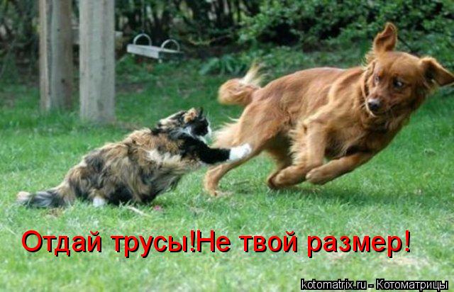 Отдай трусы!Не твой размер!... Котоматрица: Отдай трусы!Не твой размер!