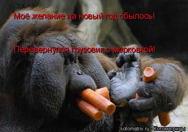Перевернулся грузовик с морковкой! Моё желание на новый год сбылось!... Котоматрица: Перевернулся грузовик с морковкой! Моё желание на новый год сбылось!