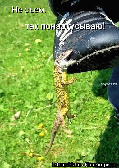 Не съем, так понадкусываю!... Котоматрица: Не съем, так понадкусываю!