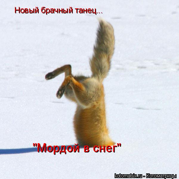 Новый брачный танец... "Мордой в снег"... Котоматрица: Новый брачный танец... "Мордой в снег"